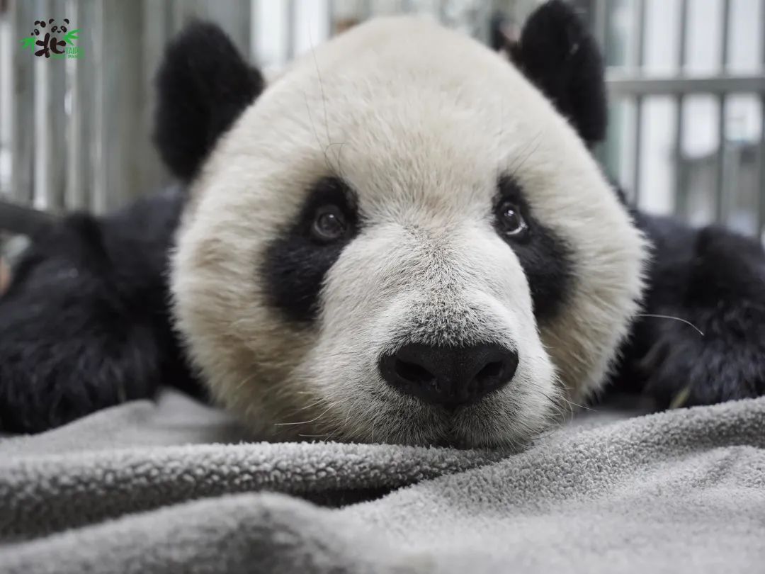 大陆赠台大熊猫“团团”离世